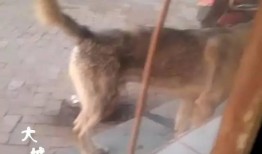 野狗爆料薯片视频大全,薯片视频大全，揭秘美食背后的秘密